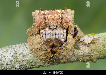 Ampia capo-corteccia spider, Caerostris sp. Foto Stock