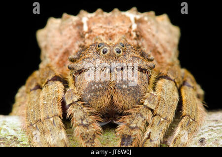 Ampia capo-corteccia spider, Caerostris sp. Foto Stock