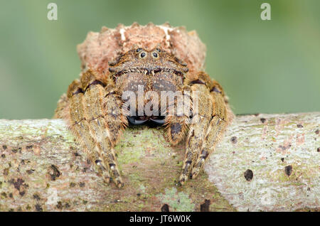 Ampia capo-corteccia spider, Caerostris sp. Foto Stock