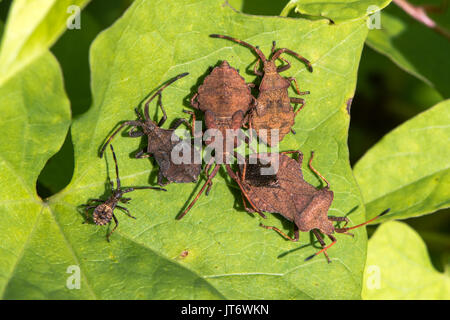 Dock bugs (Coreus marginatus) dall'alto. Adulto e di varie età della ninfa di squashbug nella famiglia Coreidae Foto Stock