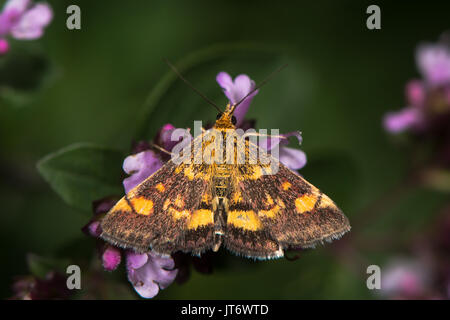 Mint tarma (Pyrausta aurata) su maggiorana. British moth nella famiglia Crambidae, nectaring con hindwing visibile Foto Stock