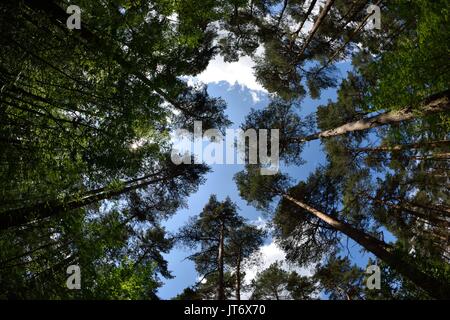 Tree Tops da terra Foto Stock