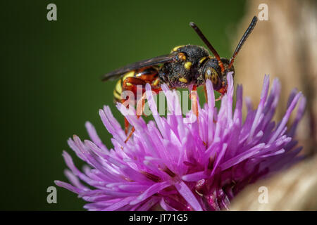 Regno Unito Fauna selvatica: Nomada rufipes, cuculo solitario bee e cleptoparastic Burley Moor, West Yorkshire, Inghilterra Foto Stock