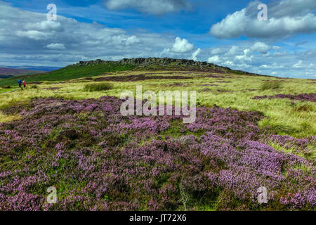 Tappeto di erica viola, estate, Stanage Edge, Peak District, Derbyshire Foto Stock