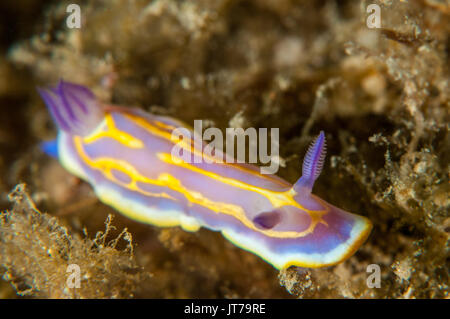 Vista ravvicinata di una nudibranch (Felimida krohni), l'Escala, Costa Brava Catalogna Foto Stock