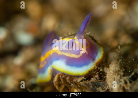 Vista ravvicinata di una nudibranch (Felimida krohni), l'Escala, Costa Brava Catalogna Foto Stock