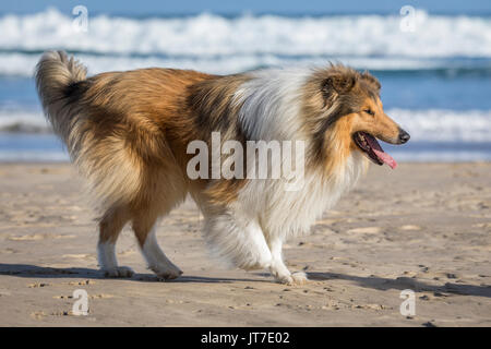 Un incredibilmente bella giovane collie ruvida giocando sulla spiaggia Foto Stock