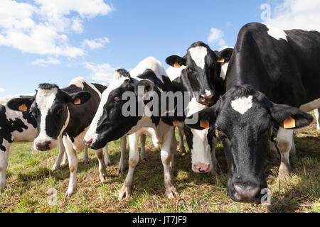 Curioso mandria di nero e di bianco Holstein vacche da latte il peering con la videocamera in una soleggiata dell'alpeggio. Tali bovini sono allevati per la loro produzione di latte Foto Stock