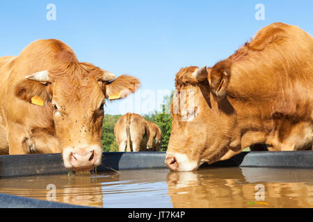 Due sete Limousin vacche di manzo di bere da un serbatoio di materiale plastico in un pascolo contro un cielo blu. vista ravvicinata dei loro capi. Entrambe le vacche hanno corna e th Foto Stock