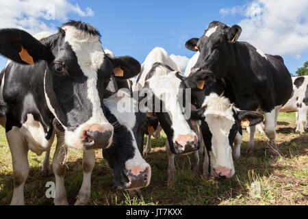 Fila di cordiale curioso in bianco e nero Holstein, vacche da latte Bovini o spingendo le loro teste in prossimità della telecamera come stanno in un pascolo di fattoria Foto Stock