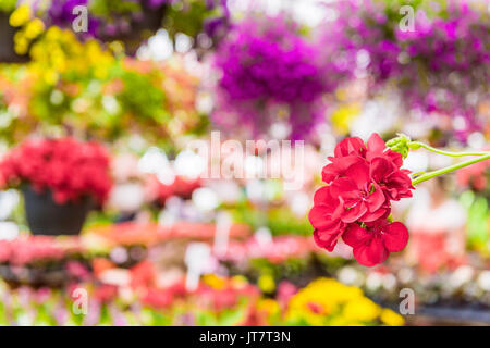 Macro closeup di rosso begonia fiori con sfondo bokeh di colorato giardino vivaio centro di fiorista Foto Stock