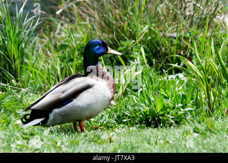 Inghilterra, Campagna, anatra di Mallard a testa blu, Stagno, sfondo verde, Erba, Rubbery, Anatra sulla terra, anatra in piedi su Grassland, uccelli acquatici Foto Stock