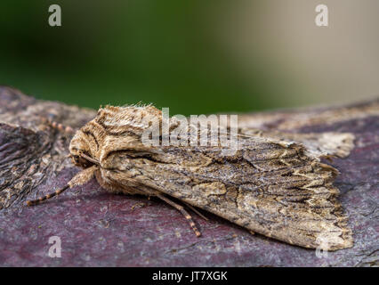 Archi scuro tarma (apamea monoglypha) a riposo sulla corteccia. British moth nella famiglia Noctuidae a Doncaster, Regno Unito Foto Stock