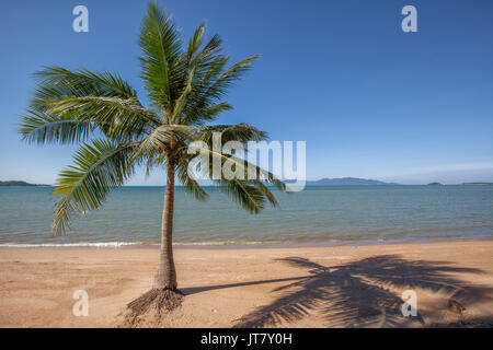 Un lone Palm tree a Bo Phut Beach, Koh Samui, Thailandia Foto Stock
