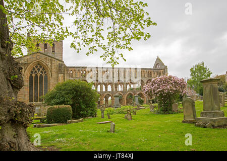 Ornate ed imponenti rovine di Jedburgh Abbey con cimitero, alberi e arbusti da fiore, in Scozia Foto Stock