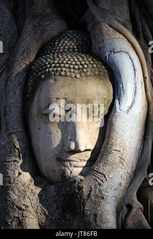 La pietra di testa di una statua di Buddha nelle radici di un albero Bodhi in Wat Mahathat, Ayutthaya, Thailandia Foto Stock