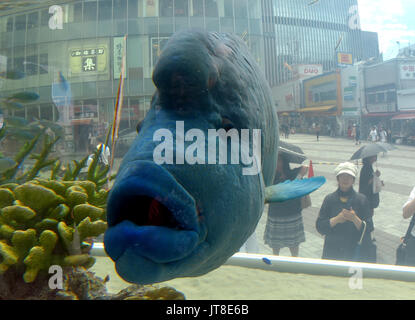 Tokyo, Giappone. 8 Ago, 2017. Un 1.2-metro lungo Humphead wrasse, noto anche come il Napoleone pesce nuota tranquillamente in un enorme acquario impostato nella parte anteriore di Yurakucho della stazione ferroviaria di Tokyo il Martedì, Agosto 8, 2017. I cinque metri di larghezza vetrine del serbatoio 1000 pesci tropicali di circa 25 specie da laccati. southernmost Prefettura di Okinawa. L'intrattenimento stagionale spostata nella sua nuova posizione dal suo solito Sony Building di Ginza, il quale è attualmente chiuso per piani di valorizzazione. Credito: Natsuki Sakai/AFLO/Alamy Live News Foto Stock