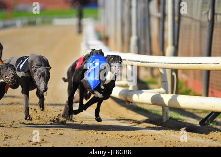 Il Greyhound Racing Foto Stock