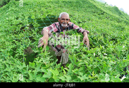 Di Allahabad, Uttar Pradesh, India. 8 Ago, 2017. Di Allahabad: un agricoltore pluck Coccinia grandis presso un campo in periferia di Allahabad su 08-08-2017. Foto di prabhat kumar verma Credito: Prabhat Kumar Verma/ZUMA filo/Alamy Live News Foto Stock