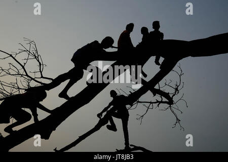 Di Allahabad, Uttar Pradesh, India. 8 Ago, 2017. Di Allahabad: indiano la gioventù si arrampica sui rami di un albero caduto alla periferia di Allahabad su 08-08-2017. Foto di prabhat kumar verma Credito: Prabhat Kumar Verma/ZUMA filo/Alamy Live News Foto Stock