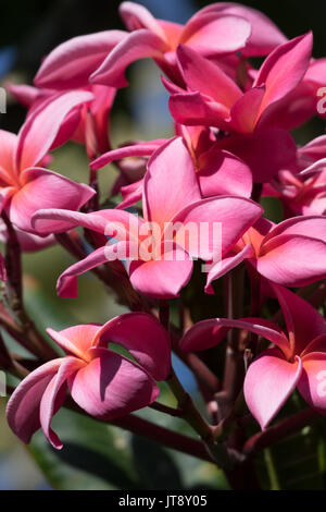 Rosa Plumeria frangipani fioriture dei fiori in un giardino nel sud della California Foto Stock