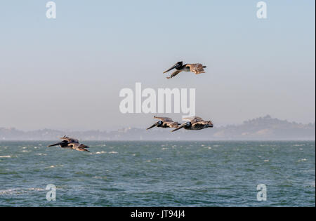 Pellicani marroni volando sopra l'oceano pacifico nella Baia di San Francisco con le colline in background. Foto Stock