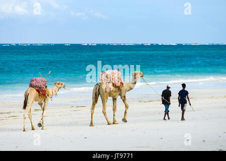 Locali di uomini a piedi con i loro cammelli lungo il litorale di spiaggia con oceano indiano in background, Diani, Kenya Foto Stock