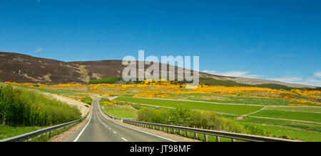 Vista panoramica, strada per affettare attraverso il magnifico paesaggio delle highland di campi di smeraldo, golden gorse fiori & montagne distanti sotto il cielo blu, Scozia Foto Stock