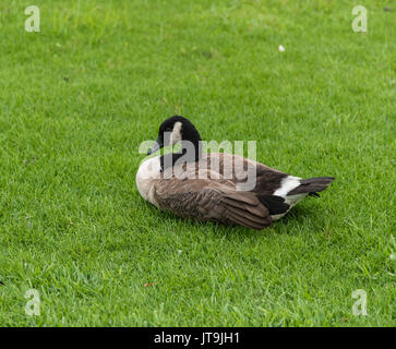 Canada Goose su Liberty Island in New York City, accanto alla Statua della Libertà Foto Stock