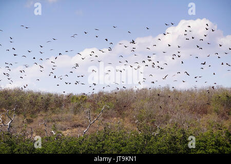 Sciame di giganteschi pipistrelli nero nel cielo volare altrove per procurarsi il cibo durante il giorno a Flores, Indonesia Foto Stock