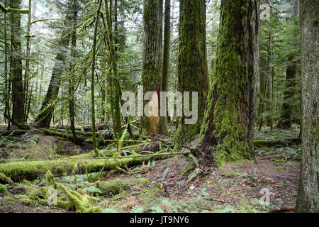 Mossy vecchio crescita abete Douglas nelle foreste pluviali protette della Cattedrale Grove, vicino a Port Alberni, Isola di Vancouver, British Columbia, Canada. Foto Stock