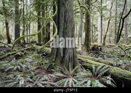 Un antica crescita western red cedar nelle foreste pluviali protette della Cattedrale Grove, vicino a Port Alberni, Isola di Vancouver, British Columbia, Canada. Foto Stock