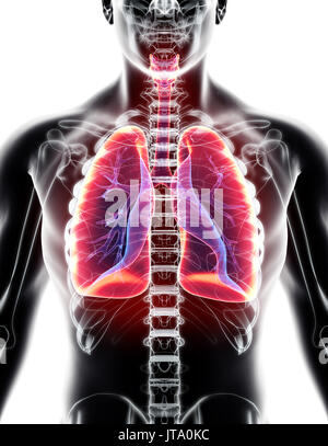 3D illustrazione dei polmoni - parte di organico umano. Foto Stock