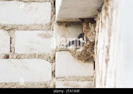 Swallow si siede in un nido sotto il tetto di un edificio a più piani Foto Stock