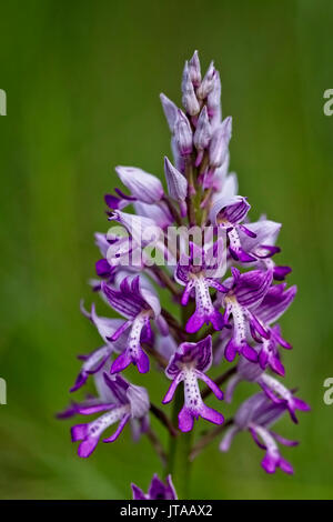 Orchidea militare, (Orchis militaris), montagne Eifel, Germania. Foto Stock