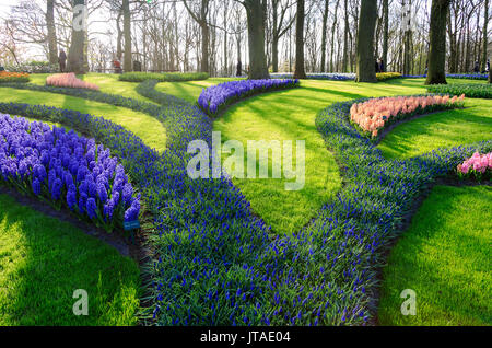 Il verde dei giardini di fiori in fiore in primavera presso il Keukenhof Giardino Botanico Lisse, South Holland, Paesi Bassi, Europa Foto Stock