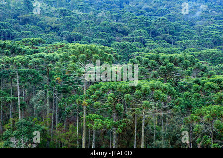 Una foresta di pini Parana (Araucaria) (Araucaria angustifolia) nelle montagne vicino a San Paolo, Brasile Foto Stock