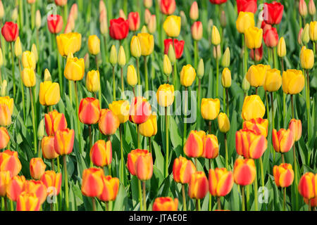 Tulipani multicolore in fiore a Keukenhof Giardino Botanico Lisse, South Holland, Paesi Bassi, Europa Foto Stock