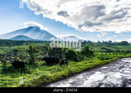 La montagna vulcanica di catena del Parco nazionale di Virunga dopo la pioggia, Sito Patrimonio Mondiale dell'UNESCO, Repubblica Democratica del Congo, Africa Foto Stock