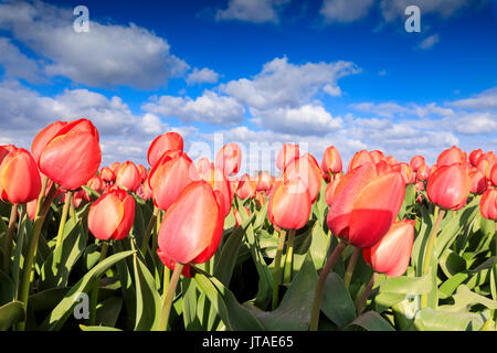 Close up di tulipani rossi durante la primavera fiorisce in campi di Oude-Tonge, Goeree-Overflakkee, South Holland, Paesi Bassi, Europa Foto Stock