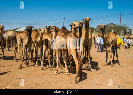 Cammelli al mercato di cammelli, Hargeisa, il Somaliland e la Somalia, Africa Foto Stock