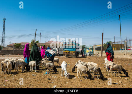 Caprini per la vendita al mercato di cammelli, Hargeisa, il Somaliland e la Somalia, Africa Foto Stock