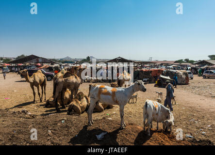 Caprini per la vendita al mercato di cammelli, Hargeisa, il Somaliland e la Somalia, Africa Foto Stock