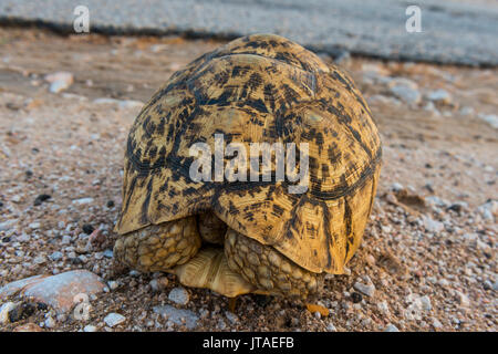 African spronato tartaruga (Centrochelys sulcata), il Somaliland e la Somalia, Africa Foto Stock