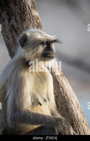 Langur monkey (Semnopithecus entellus), Rajasthan, India, Asia Foto Stock