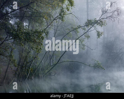 Bosco Incantato, foschia avvolge gli alberi intorno al Lago Morto in Delamere Forest, Cheshire, Inghilterra, Regno Unito, Europa Foto Stock