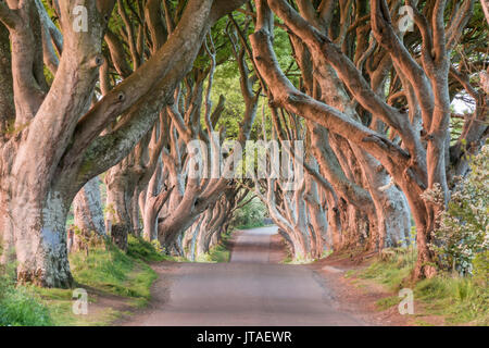 Siepi scuro vicino Stanocum, County Antrim, Ulster (Irlanda del Nord, Regno Unito, Europa Foto Stock