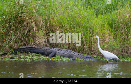 Airone bianco maggiore (Ardea alba) e il coccodrillo americano (Alligator mississippiensis) Myakka River State Park, Florida, Stati Uniti d'America Foto Stock