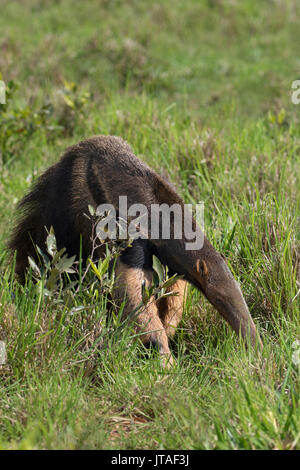 Giant Anteater (Myrmecophaga tridactyla) Palamita, Mato Grosso do Sul, Brasile Foto Stock
