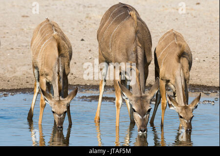 Femmina kudu maggiore e giovani (Tragelaphus strepsiceros) bevendo al waterhole, Botswana, Africa Foto Stock